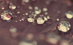 closeup photo of water dew